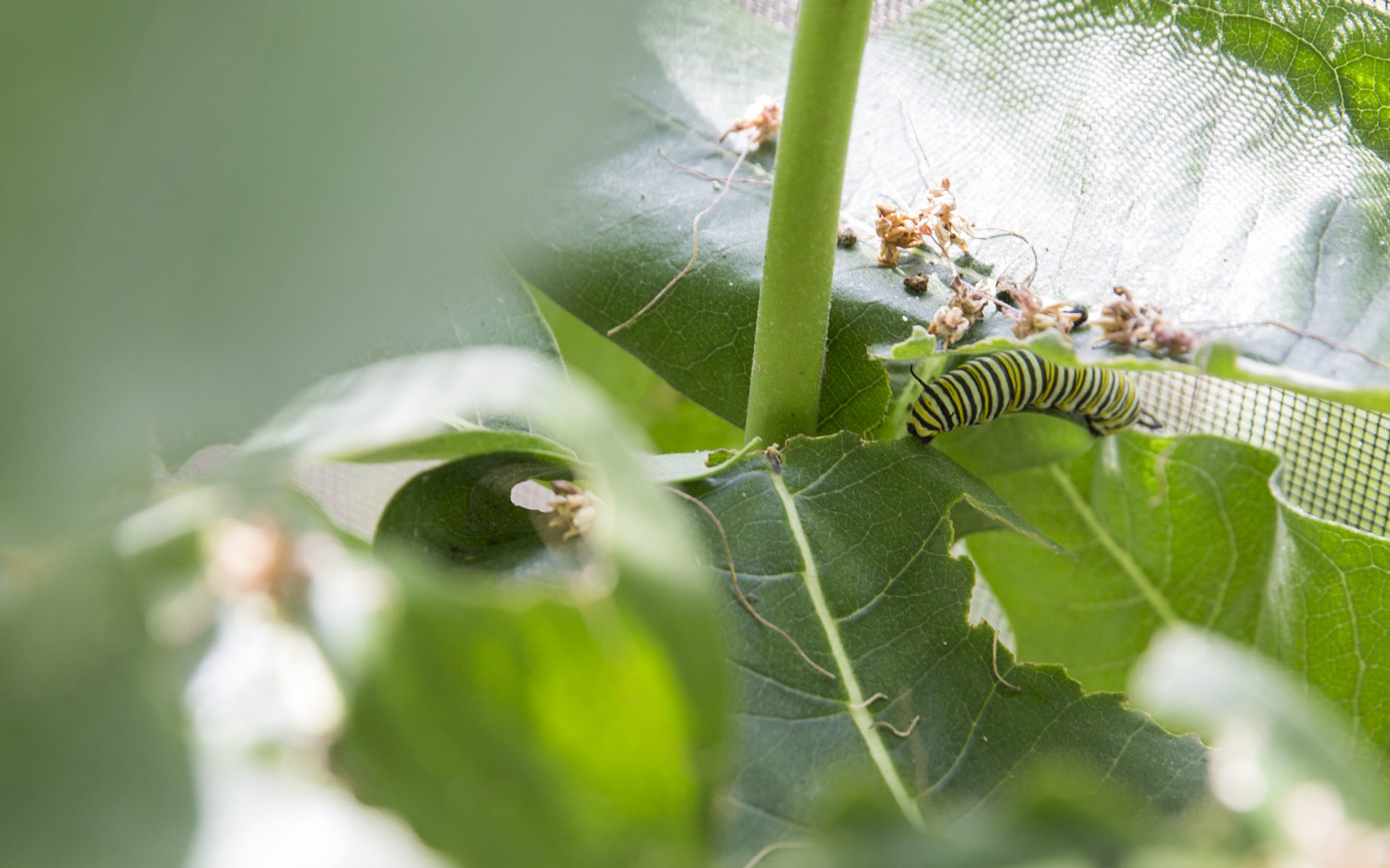 071519kw-butterflies-03